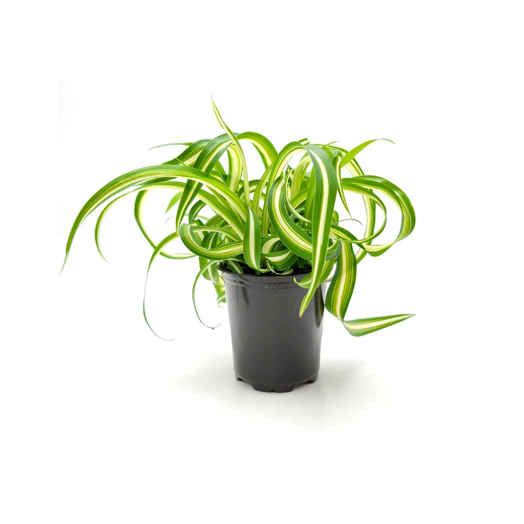 variegated curly spider plant Spider Plant Variegated Bonnie 3.5" (Curly Spider Plant)