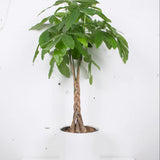 Money Tree 10"