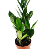 ZZ Plant 4”