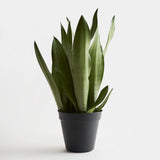 Sansevieria Tri Moonshine 6"