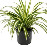 Spider Plant 4”