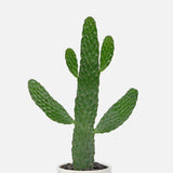 Cowboy Cactus 5”