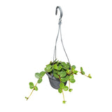 Peperomia Hope Hanging Basket 6"