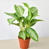 Chinese Evergreen 6"