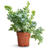 Davana Fern 5”