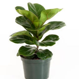 Ficus Lyrata 6”