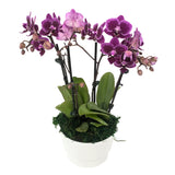 Cancun Double Mini Orchid Planter
