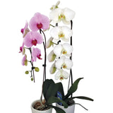Assorted Double Spike & Cascading Orchids