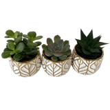 Succulent in Gold Leaf Pot 3"