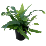 Blue Star Fern 4"