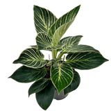 Birkin Philodendron 6"
