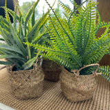 Tabletop Plant