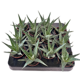 Aloe Aborescens 2.5"