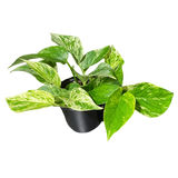 Marble Queen Pothos 4"