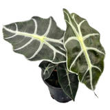Alocasia Polly 4"