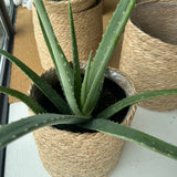 Aloe Vera 8”