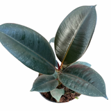Ficus Burgundy (Rubber Plant) 4"