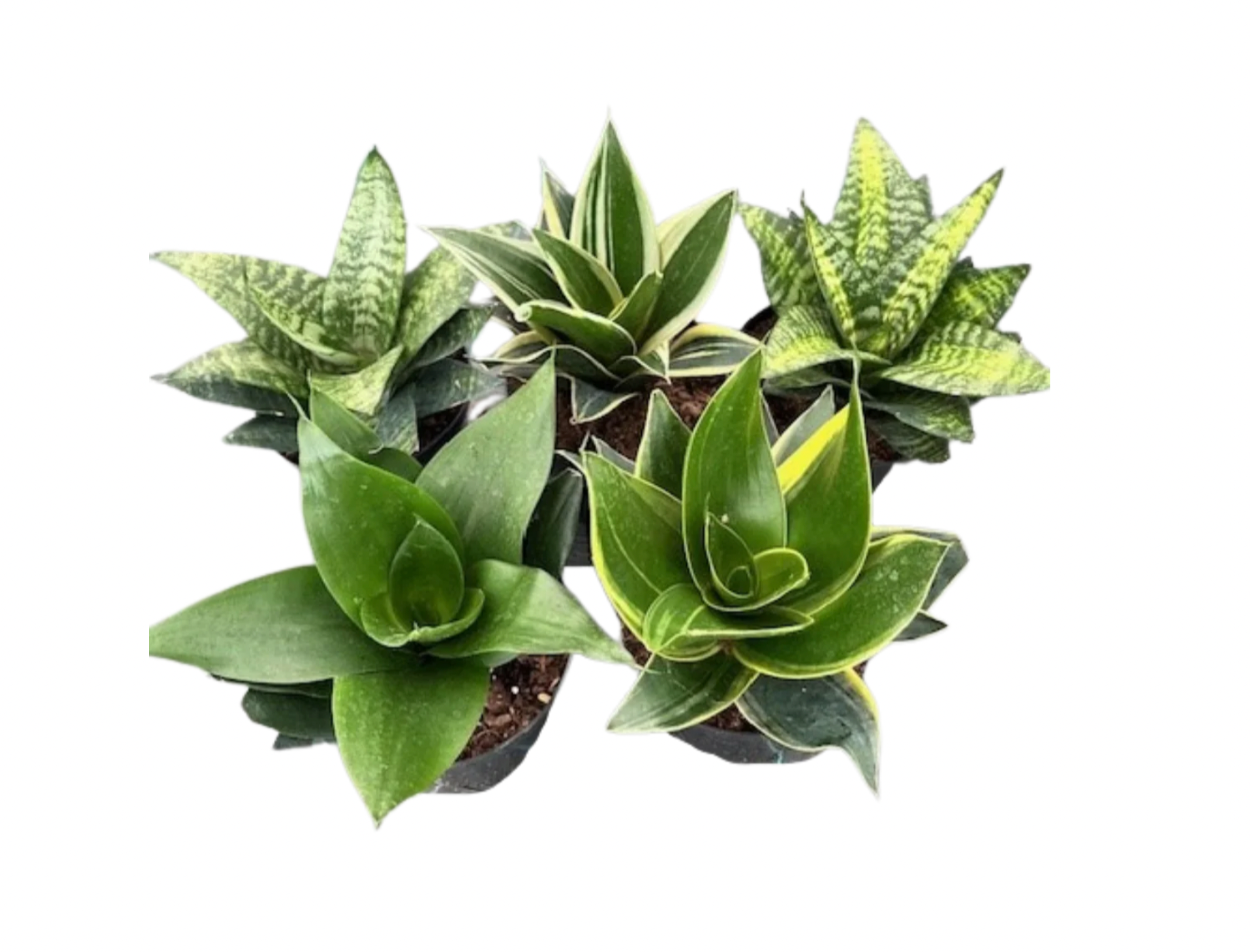 sansevieria snake plant top png Birds Nest Sansevieria 6"