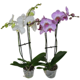 Assorted Double Spike & Cascading Orchids