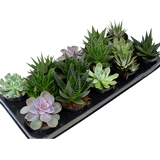Assorted Succulents 2.5”