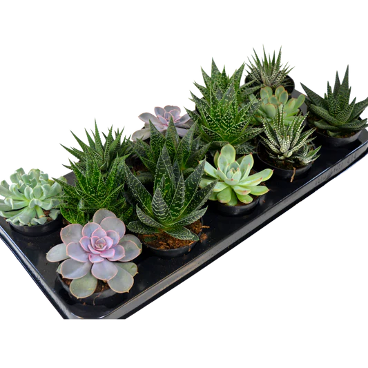 2.5 succulents Assorted Succulents 2.5”