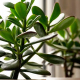 Jade Plant 6”