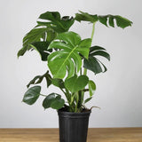 Monstera Deliciosa 8”