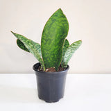 Whale Fin Sansevieria 5"