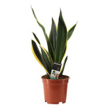 Sansevieria 17cm Tri. Asst