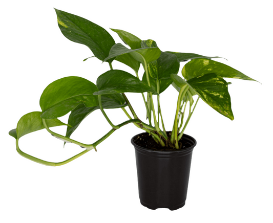 Pothos 3.5”