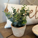 Faux Eucalyptus in Terracotta Pot