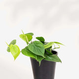 Philodendron 3.5” Green