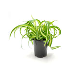 Spider Plant 3.5” Variegated Bonnie