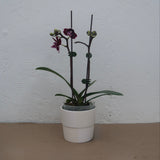 3 inch Orchid