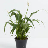 Peace Lily 5”