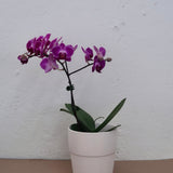 3 inch Orchid