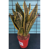 Sansevieria 5” Tri Asst Premium