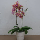 3 inch Orchid