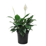 8 inch Peace Lily