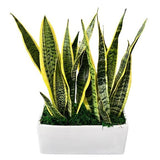 Large White Rectangle Sanseveria Planter