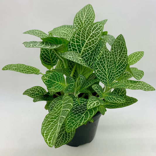 Fittonia 3.5”