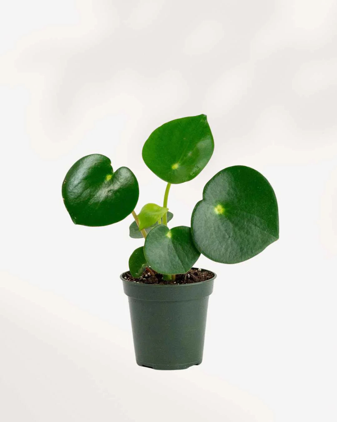 Peperomia Raindrop 5”