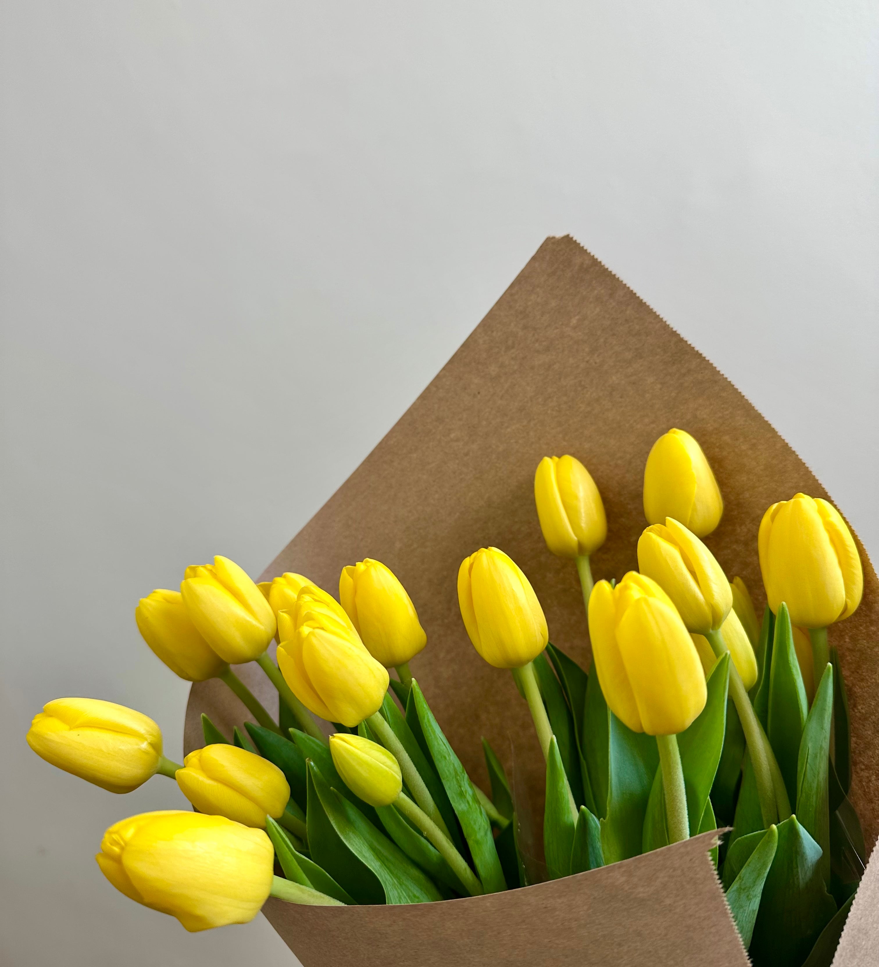 Tulips