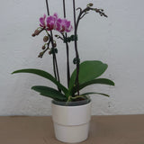 3 inch Orchid