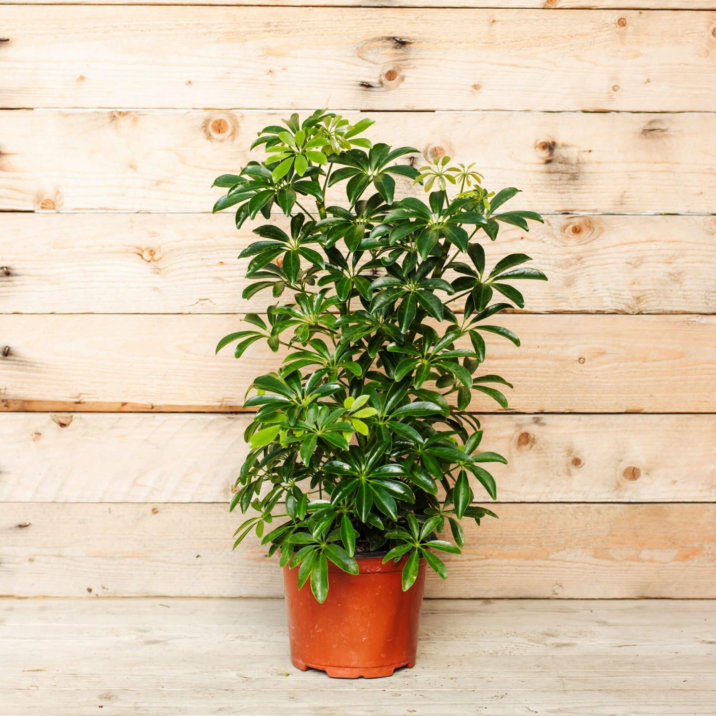 Schefflera Aboricola 5” Green Bush