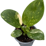 4” Green Congo Philodendron