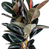 Ficus Elastica Burgundy 8”