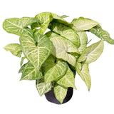 Syngonium White Butterfly 8”