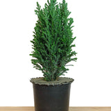 Lawson Cypress