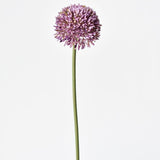 Allium silk stem